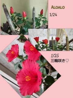 25-01-25-22-45-46-439_deco.jpg